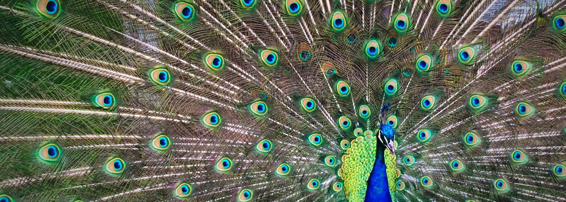 Aus dem Weg ich bin Chef! – Über egofreie Führung und was das nicht bedeutet Aus dem Weg ich bin Chef! – Über egofreie Führung und was das nicht bedeutet