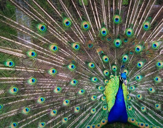 Blogbeitrag: Aus dem Weg  ich bin Chef! – Über egofreie Führung und was das nicht bedeutet